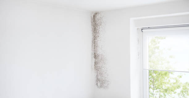 Mold Documentation for Insurance Claims in Golden Beach, MD